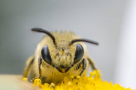 Téléchargez les photos : Gros plan sur Colletes daviesanus abeille sur oxeye marguerite, mettant en valeur des détails complexes dans la beauté des natures. - en image libre de droit