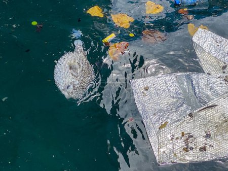 Téléchargez les photos : Scène tragique d'un poisson-globe décédé entouré de litière et de feuilles à la surface de l'eau à Fuvahmulah, aux Maldives. Crise environnementale. - en image libre de droit