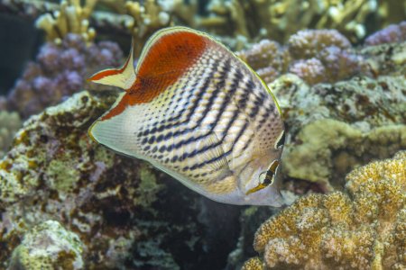 Colorful Eritrean butterflyfish swimming gracefully in the vibrant coral reef. Underwater beauty of the Red Sea.