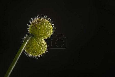 A detailed photograph capturing two cleavers Galium aparine with hooked hairs on a stem against a plain black background. This image showcases the natural adhesive properties of these weed seeds.