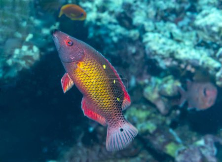 Vibrant Dianas hogfish exploring the colorful coral reef of the Red Sea. Underwater beauty of marine life.