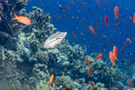 Foto de Vista frontal del velero Tang en medio de vibrantes anthias en una impresionante escena de arrecife de coral, Mar Rojo. Belleza submarina. - Imagen libre de derechos