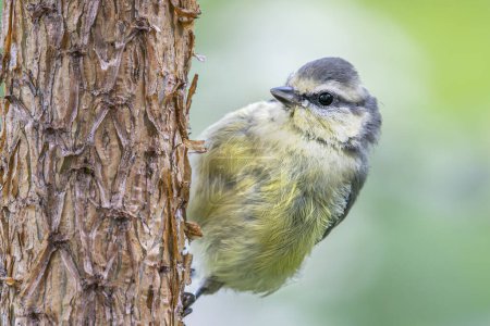 Adorable fledgling blue tit perched on Scots pine trunk, blending into woodland habitat.