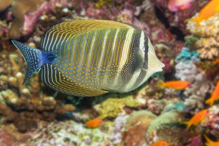 Vibrant sailfin tang swimming gracefully in the clear waters of the Red Sea, showcasing the beauty of underwater life.