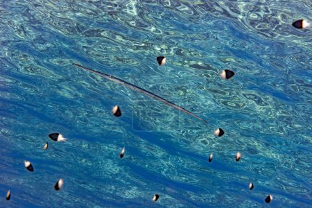 Vibrante escena submarina con peces corneta y damisela inmersión de chocolate en un fascinante fondo azul y turquesa océano. Mar Rojo
