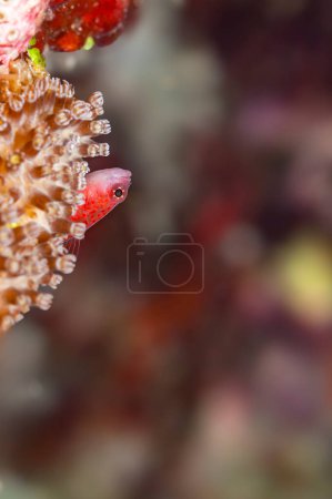 Téléchargez les photos : Coloré Avidors Pygmygoby poisson gracieusement perché sur corail vibrant avec un fond magnifiquement flou, parfait pour vos besoins de conception aquatique. - en image libre de droit