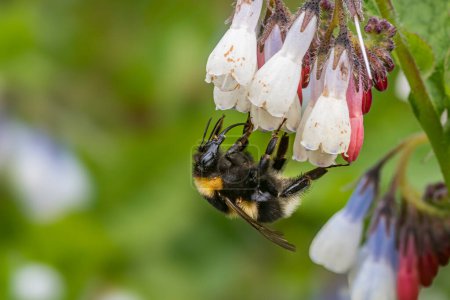 Téléchargez les photos : Gros plan d'un bourdon de jardin se nourrissant de fleurs de consoude dans un jardin luxuriant dans le Devon, en Angleterre. Scène de pollinisation vibrante en été. - en image libre de droit