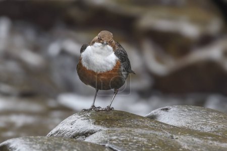 Foto de Primer plano de un pájaro saltador mirando directamente a la cámara, con un lecho rocoso desenfocado junto al río Usk en Gales. Encuentro de vida silvestre en la naturaleza. - Imagen libre de derechos