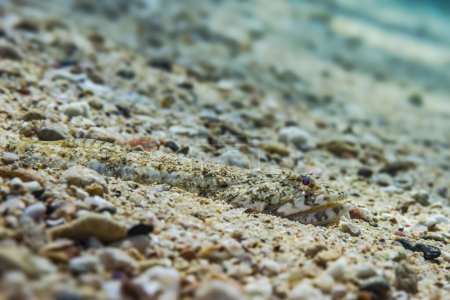 Foto de Maestro del disfraz, el pez lagarto Clearfin se mezcla a la perfección con el fondo marino arenoso del Mar Rojo, mostrando camuflaje de naturalezas en su máxima expresión.. - Imagen libre de derechos