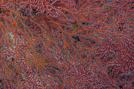 A close-up view captures the intricate beauty of Acabaria biserialis coral thriving in the vibrant marine ecosystem of Sudans Red Sea.