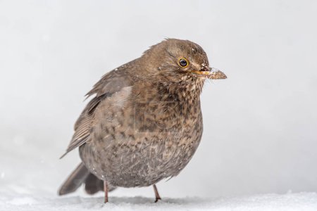 A female blackbird gracefully perched in snow-covered landscape, Brecon Beacons, Wales. Serene winter scene with a touch of wildlife beauty.