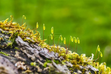 Close-up of moss fruiting bodies against lush green background in Brecon Beacons, Wales. Botanical beauty in the heart of nature.