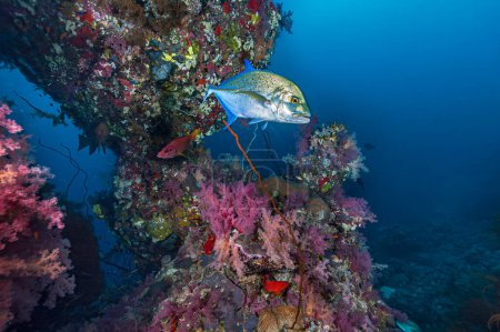 Foto de Un llamativo Bluefin Trevally nada con gracia ante una impresionante columna de coral suave en las vibrantes aguas de la costa de Sudán, el Mar Rojo. - Imagen libre de derechos