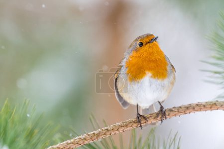 Photo for A charming robin looks up in fascination as snowflakes fall around, capturing the serene beauty of winter in the Brecon Beacons, Wales. - Royalty Free Image