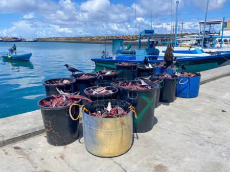 Téléchargez les photos : Des seaux remplis de têtes de poisson dans le port de Fuvahmulah, aux Maldives. Pratiques de pêche traditionnelles dans une communauté côtière. - en image libre de droit