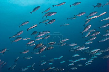 A mesmerizing sight of a large shoal of Bigeye Trevally swimming gracefully in the vibrant waters of the Red Sea, off the coast of Sudan.