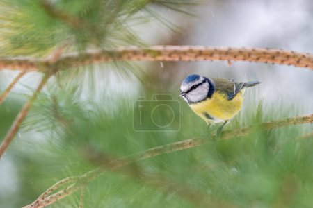 Photo for Close-up of a colorful blue tit bird perched on a pine branch with defocused pine needles in the background, captured in the serene beauty of Brecon Beacons, Wales. - Royalty Free Image