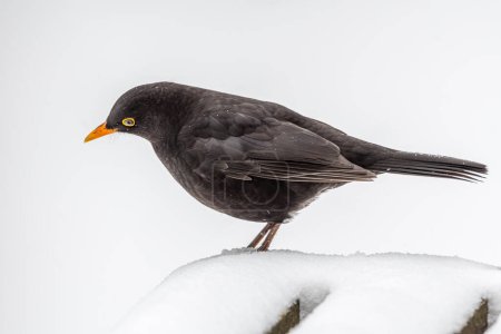 Male blackbird perched, gazing down in snowy solitude. A serene moment captured in the Brecon Beacons, Wales.