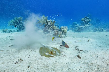 Eine faszinierende Unterwasserszene fängt eine Rochenjagd in den sandigen Tiefen des Roten Meeres ein, begleitet von Ziegenfischen und einem Schachbrettlippfisch.