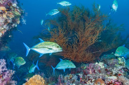 Graceful Bluefin Trevally swim amidst intricate black coral formations in the pristine waters of Sudans Red Sea, a stunning marine tableau.
