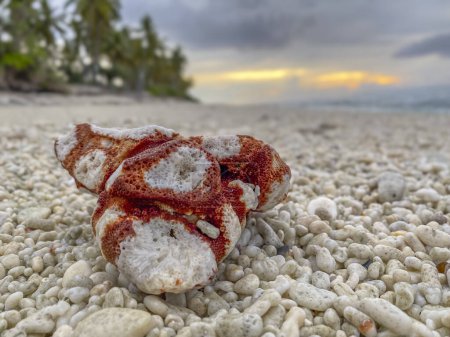 Téléchargez les photos : Des teintes vibrantes de corail rouge et blanc contrastent avec la plage de galets chatoyants, encadrée de palmiers sous un coucher de soleil envoûtant sur l'île de Fuvahmulah. - en image libre de droit