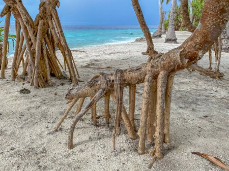 Foto de Vista panorámica de un árbol de raíz de zanja de pie en una playa de arena, personificando la serena belleza de los paisajes costeros. Fuvahmulah, Maldivas. - Imagen libre de derechos