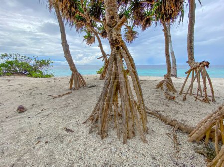 Scenic view of stilt root trees on the sandy shores of Fuvahmulah Island, Maldives. A serene tropical getaway.