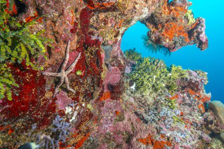 Una impresionante estrella de mar descansa en una animada pared de arrecifes de coral en medio del vibrante mundo submarino de Fuvahmulah, Maldivas.