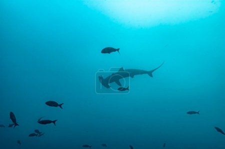 Majestic hammerhead shark gracefully glides through the ocean depths, its distinct silhouette against the vibrant waters near Wolf Island, Galapagos.