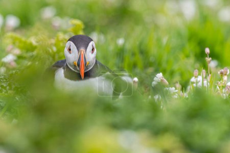 Curious puffin peeking through sea campion flowers on Skomer Island, Wales. A charming encounter in a coastal paradise.