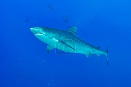 Un superbe requin tigre navigue gracieusement dans les profondeurs des eaux océaniques de Fuvahmulah, aux Maldives