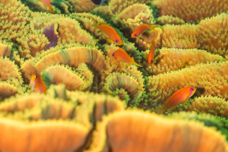 Colorful anthias fish glide gracefully over vibrant Turbinaria coral in the Red Sea, Egypt. A mesmerizing display of marine life and biodiversity.