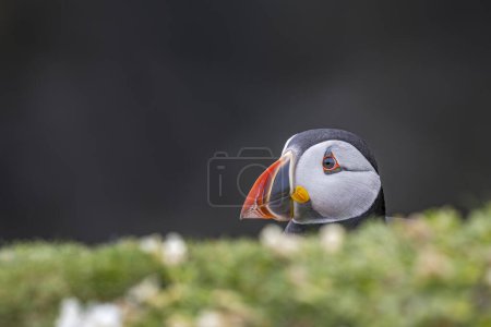Curious puffin emerging from behind sea campion flowers, Skomer Island. A charming moment in the wild.