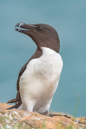 Close-up portrait of a razorbill seabird perched on Skomer Island, with the vast blue sea in the background. Perfect for birdwatching enthusiasts and nature lovers.