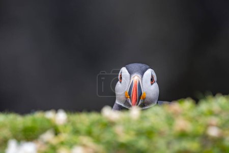 Curious puffin peeks behind sea campion flowers on Skomer Island, offering a charming glimpse into the vibrant wildlife of coastal habitats.