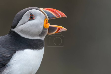 Photo for Vibrant close-up of a puffin with its beak agape, showcasing its colorful face, with a clean background for copyspace. Skomer Island, Wales. - Royalty Free Image