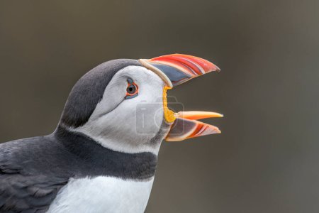 Vibrant close-up of a puffin showing its tongue with beak wide open. Clean background. Skomer Island.