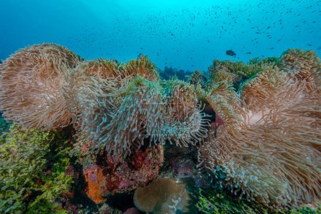 Ein Weitwinkelblick auf bunte Seeanemonen, die im reichen marinen Ökosystem von Fuvahmulah auf den Malediven gedeihen.