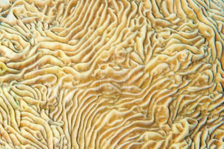 Un plano detallado que revela el intrincado patrón ranurado del coral Pachyseris, mostrando la belleza de la vida marina en el Mar Rojo, Egipto.
