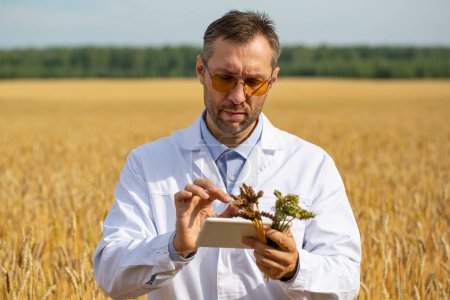 Photo for Photo of a scientist in a wheat field checking the condition of the crop and entering the data into a tablet pc. Research in the field of genetically modified foods and plants. - Royalty Free Image