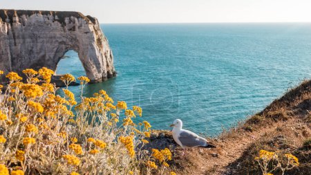 Photo for Panoramic view of the white coast of etretat france at sunset - travel concept - Royalty Free Image