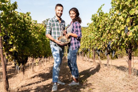 Téléchargez les photos : Couple de jeunes vignerons cueillant des grappes de raisins dans le vignoble en automne - en image libre de droit