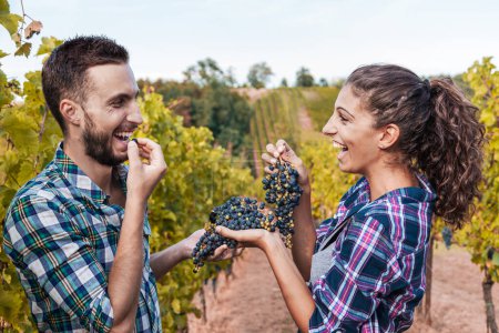 Photo for Couple of young winemakers picking bunches of grapes in the vineyard in autumn - Royalty Free Image