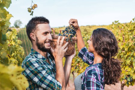 Photo for Couple of young winemakers picking bunches of grapes in the vineyard in autumn - Royalty Free Image