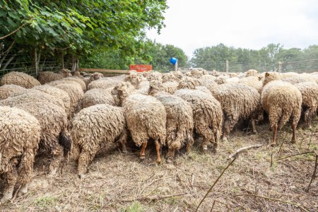 Photo for Flock of sheep and rams grazing on a farm in northern France - Royalty Free Image