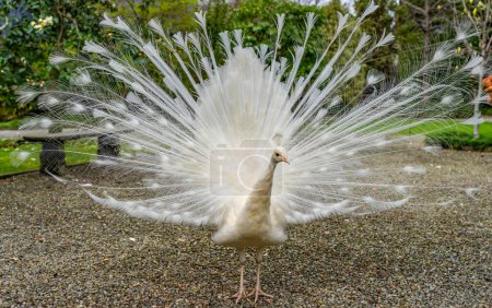 closeup of rare white peacock showing wheel-shaped tail in a park