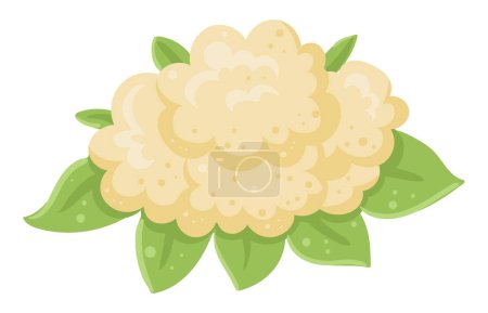 Téléchargez les illustrations : Caricature chou-fleur blanc. Chou bio frais, légume de jardin agricole pour une alimentation saine illustration vectorielle plate sur fond blanc - en licence libre de droit