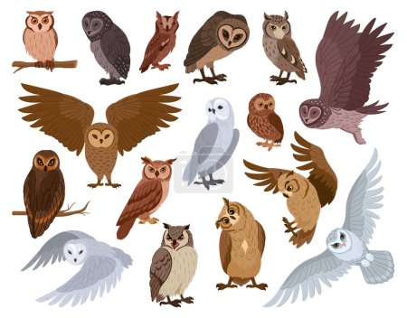 Illustration for Cartoon owl birds. Woods wildlife birds, brown and snowy owls, forest wild predator birds species flat vector illustration set. Feathered owls collection - Royalty Free Image