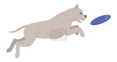Illustration for Playing pitbull. Cartoon active domestic puppy playing with frisbee, happy energetic american staffordshire terrier flat vector illustration - Royalty Free Image