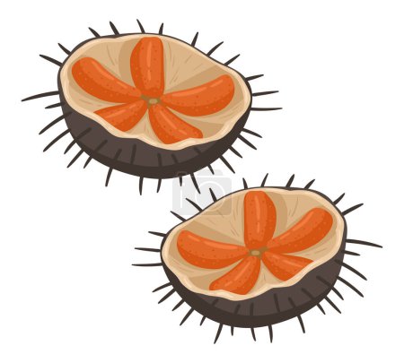 Illustration for Sea urchin seafood. Cartoon mediterranean diet, tasty sea urchin, fresh sea food flat vector illustration - Royalty Free Image